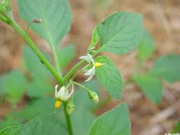 Image result for Solanum americanum