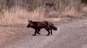 Maybe you would like to learn more about one of these? Black Fox Youtube