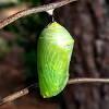 Today i will show you how the bug pupa beetle is born. 1