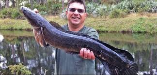 The northern snakehead fish or channa argus in scientific terms, are just interesting creatures of which really worth learning about. Have You Eaten Snakehead Fish And Did You Enjoy It Quora
