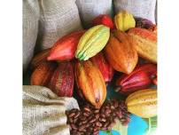 From Tree to Treat: Small-Scale Cacao Processing