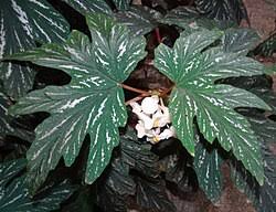 Image result for Begonia rubronervata