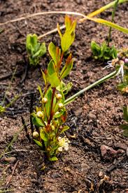 Image result for Basananthe sandersonii