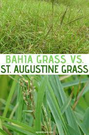 Maybe you would like to learn more about one of these? Bahia Grass Vs St Augustine Grass In 2021 Bahia Grass Bahia Grass Lawn Grass Care