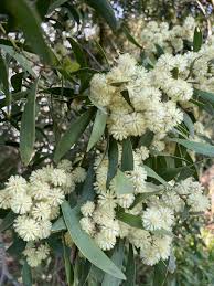 Image result for Acacia melanoxylon
