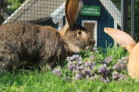 Kaninchendorf Langohrwelt Kaninchen Kaninchengehege Gehege Kaninchen