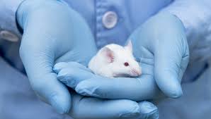 Maybe you would like to learn more about one of these? Alternatives To Animal Testing Edqm European Directorate For The Quality Of Medicines