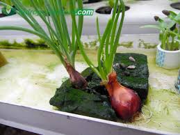 Cara praktis tanam daun bawang di gelas isi air. Menanam Bawang Merah Hidroponik Hasil Memuaskan Hidroponik Store