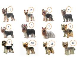 Different Yorkie Haircuts Yorkshire Terrier Haircut