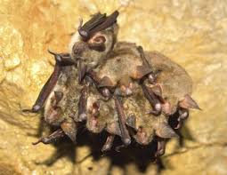 Fledermäuse und auch singvögel kommen meist zu tode, wenn sie in offene gefäße wie gießkannen, regentonnen, leere blumentöpfe, eimer o.ä. Fledermause Aussehen Verhalten Und Infos Mein Schoner Garten