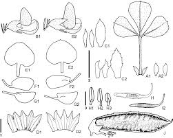 Image result for Lotononis stipulosa