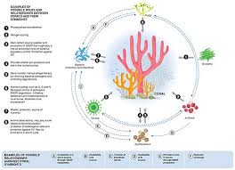 You will need to continue to mine until the tube coral fan breaks and a smaller tube coral fan appears floating in the water. Coral Wikipedia