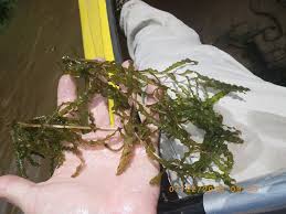 Image result for Potamogeton crispus