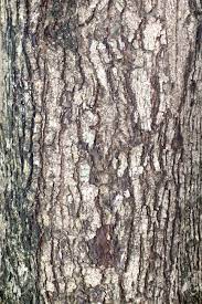 Large cracks increase the risk of trees' failure, creating an extremely hazardous. Texture Shot Of Brown Tree Bark Closeup Of Cracked Tree Trunk Stock Photo Picture And Royalty Free Image Image 14674403