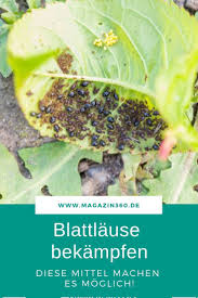 Blattlause Bekampfen Bewahrte Mittel Machen Es Moglich Auberginen Pflanzen Schadlinge Im Garten Gemusegarten Anlegen
