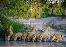 It's been a busy week with more amazing sightings… so let's not waste any time… we hope you enjoy this week's blog as we look back to the highlights of the past 7 days at. Sabi Sands Game Reserve South Africa Tailor Made Vacations Audley Travel