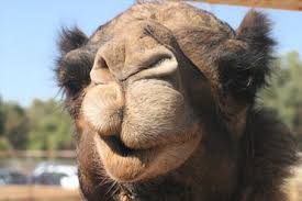 More pictures in perfect clicks. The Camel Cup Australia Worldnomads Com