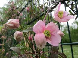 Maybe you would like to learn more about one of these? Berg Waldrebe Tetrarose Clematis Montana Tetrarose Gunstig Online Kaufen