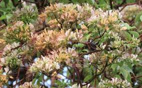 Neermathalams A Sight To Behold The Hindu Her novelette neermathalam pootha kalam (when the neermathalam flowers) is a journey with almost an autobiographical touch about a time when her life was tuned to nature. neermathalams a sight to behold the