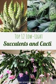 On the other hand, spiny succulents the cacti of cooler regions can survive without sunlight for about 3 to 4 months. Top 12 Low Light Succulents And Cacti Planting Succulents Low Light Succulents Low Light Plants