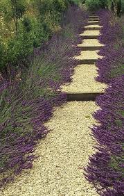 Lavender Path In Provence France Gartenweg Gartengestaltung Landschaftsdesign