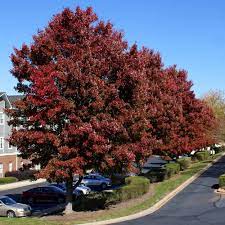 Red maple is a nice shade tree and adds a northern touch. American Red Maple Trees For Sale Brighterblooms Com