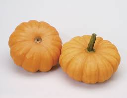 Image result for Cucurbita