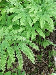 Image result for Pteridaceae