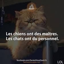 Page 7 Of 1490 Chat Marrant Illustration Drole Citations Les Plus Droles