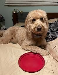 My 11 yr old daughter said, “Mommy, I taught Lani how to be a couch  potato!”🤣