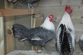 Ayam petelur bertelur berapa hari sekali. Cobain Nih Bisnis Ayam Arab Petelur Untungnya Belasan Juta Okezone Economy