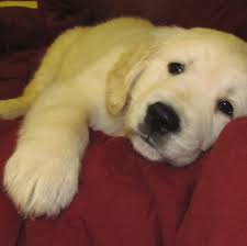 Litter of kc registered golden retriever puppies ready to go to their new forever homes. Golden Retriever Puppies For Sale In Va Petswall