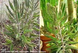 A mother plant is a plant that is grown specifically for cloning purposes. Mother Of Thousands Or Millions Plant Care Growing Kalanchoe