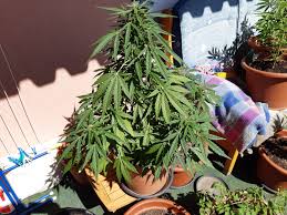 Green house seed company genetik ist das ergebnis jahrelanger intensiver zucht. Auto Jack Herer Von Green House Seeds Cannabis Sorten Infos