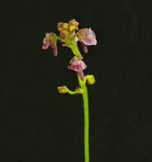 Image result for Genlisea margaretae