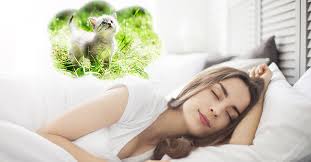 In camera o in casa: Quando Nei Sogni Compaiono Gli Animali Riza It