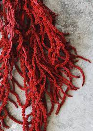 The first picture shows one bundle. Dried Amaranthus Hanging Flowers In Red 36 Long Amaranthus How To Preserve Flowers Hanging Flowers