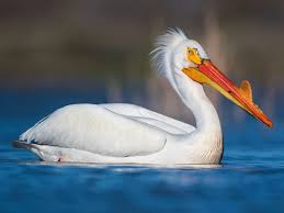 The pelicans said a timetable for williamson's return would be determined upon further evaluation. American White Pelican Ebird
