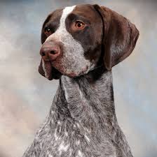 The ultimate german shorthaired pointer breed guide. Legends German Shorthaired Pointers Home Facebook