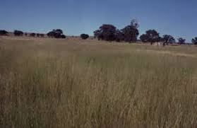 Image result for Sporobolus bechuanicus