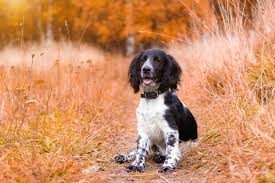 Didn't find what you need? Premium Photo Brown And White English Springer Spaniel Dog