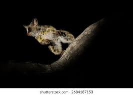 Image result for Habenaria debeerstiana