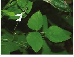 Image result for Amphicarpaea africana