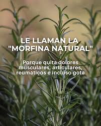 Conocías el poder oculto del Romero? 🌿 ​Más allá de su aroma único, el  romero es considerado la "morfina natural" por sus increíbles propiedades  analgésicas y antiinflamatorias. En [Nombre de tu Farmacia],
