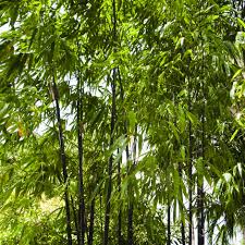 Find here details of companies selling bamboo plants, for your purchase requirements. Buy Black Bamboo Phyllostachys Nigra 29 99 Delivery By Crocus