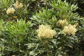 Image result for Neocussonia umbellifera