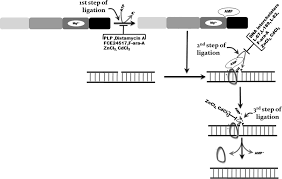 Image result for Tricalysia niamniamensis
