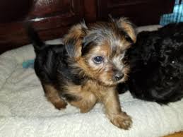 Description of morkie puppy for sale: Morkie Puppies For Sale Iron River Mi 288223 Petzlover