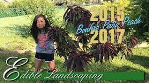 The dwarf 'bonanza' peach tree (prunus persica) produces its juicy sweet fruits in u.s. Bonfire Dwarf Patio Peach Tree Prunus Persica Edible Landscaping Youtube
