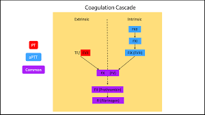 Image result for Thrombin Time